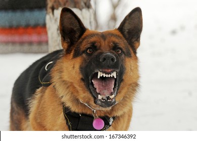 Wicked Aggressive Dog