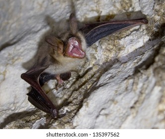 Wicked Vampire Bat In Cave