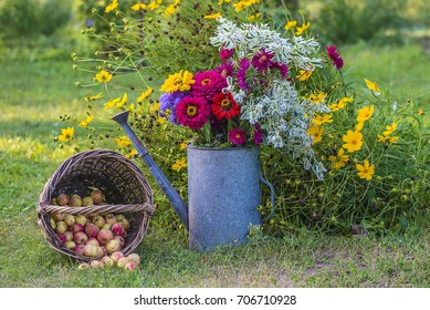 wicker basket with apples and bouquet of bright flowers in the  watering can in the garden/the end of the summer concept