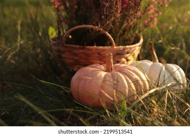 Wicker basket with beautiful heather flowers and pumpkins on green grass outdoors - Powered by Shutterstock