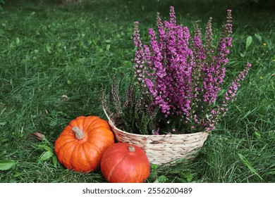 Wicker basket with beautiful heather flowers and pumpkins on green grass outdoors - Powered by Shutterstock