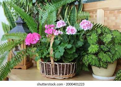 A Wicker Basket With Blooming Pink And White Color Geranium (Pelargonium Zonal)  Among Indoor Plants With A Wooden Garden Lantern.