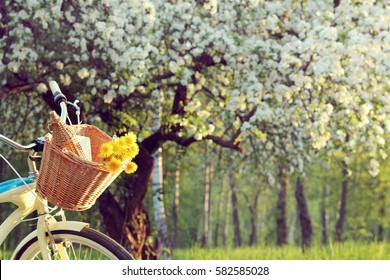 wicker basket with a bouquet of dandelions and retro bottle on the background of the spring landscape / bicycle picnic outdoors