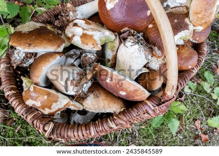 wicker basket filled with porcini mushrooms picked in the forest in autumn