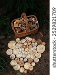 Wicker basket with fresh edible mushrooms and many mushrooms caps in forest, abstract natural background. Beautiful image of wild nature, Forest aesthetic. harvest season, picking fungi