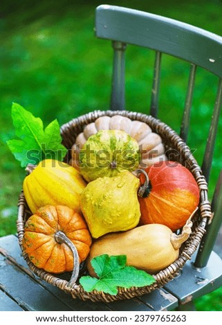 Wicker basket full with different varieties of pumpkins and squashes  on a rustic wooden chair. Harvesting or Thanksgiving Day concept.	