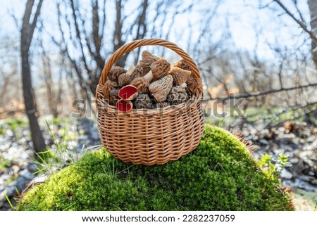 Wicker basket full of fresh picked spring mushrooms in the forest. Verpa bohemica (early morel) and Sarcoscypha coccinea (scarlet cup).