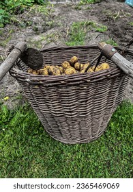 A wicker basket full of potatoes dug traditionally with a digger and a hoe in the home garden. - Shutterstock ID 2365469069