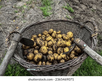 A wicker basket full of potatoes dug traditionally with a digger and a hoe in the home garden. - Shutterstock ID 2365469071
