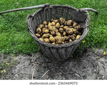 A wicker basket full of potatoes dug traditionally with a digger and a hoe in the home garden. - Shutterstock ID 2365469073
