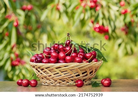 Wicker basket is full ripe harvest cherries on wooden table in a garden, blurred green leaves and red berries on background.