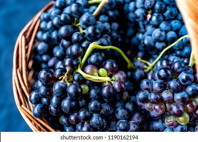 Wicker Basket Full Of Tempranillo Grapes, Harvested In The North Of Spain.