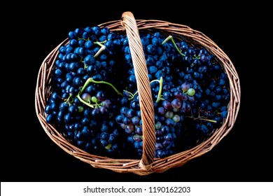 Wicker Basket Full Of Tempranillo Grapes, Harvested In The North Of Spain.