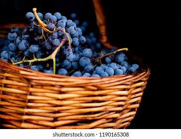 Wicker Basket Full Of Tempranillo Grapes, Harvested In The North Of Spain.