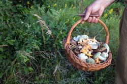 Wicker Basket Full Of Wild Mushrooms In Man's Hand On Green Background