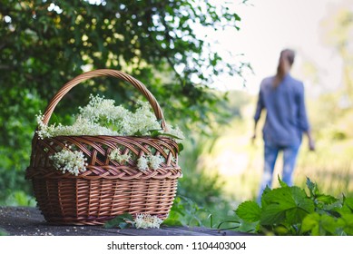 Wicker basket of harvested elderflower, woman in distance. Woman collect a herb for alternative medicine.