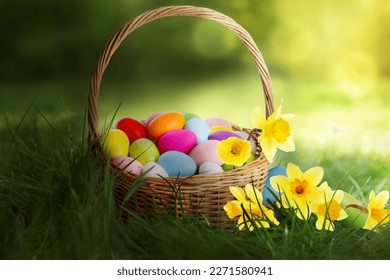 Wicker basket with painted Easter eggs and daffodils in green grass