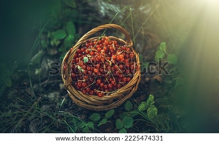 Similar – Image, Stock Photo Bowl full of ripe cherries in the sunlight