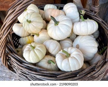 Wicker Basket With White Pumpkins Baby Boo, Autumn Harvest 