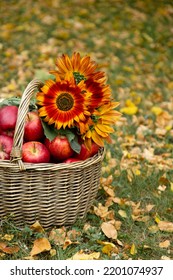 Wicker baskets full of red apples with bright orange sunflowers on the grass with autumn yellow leaves.