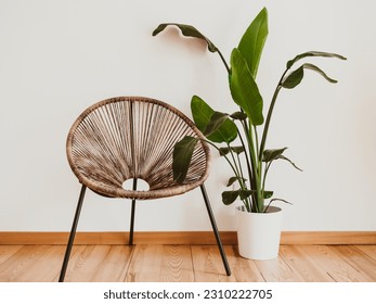 A wicker chair against white wall with large potted plant. Modern interior living room. Minimal bright interior. - Shutterstock ID 2310222705