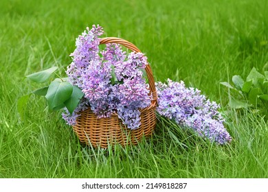 wicker flower basket with bouquet of lilacs in spring garden, blurred green grass natural background. Floral spring season concept. freshness aroma, harmony of nature - Shutterstock ID 2149818287