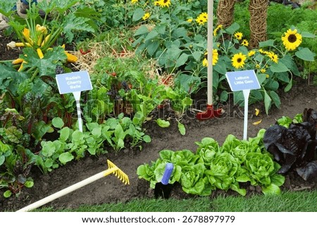 WICKER MAN IN VEGETABLE BORDER, LETTUCE LITTLE GEM, RADDISH CHERRY BELLE, LETTUCE MARSHALL, COURGETTE EIGHT BALL, SUNFLOWER CHOC CHIP, 