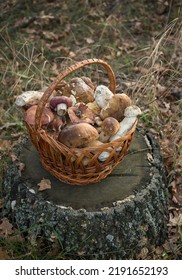 Wicker Straw Basket Filled With Edible Mushrooms Stands On A Stump In The Forest. Hobby To Collect Mushrooms. Selective Focus. Autumn Seasonal Harvest