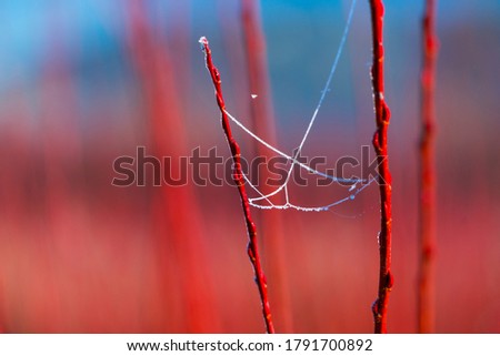 Similar – Image, Stock Photo Red leaf Environment