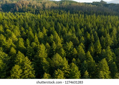 Wide Aerial View Of Redwood Forest In New Zealand