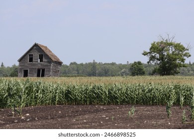 wide angle abandoned rural farmhouse in a field of corn - Powered by Shutterstock
