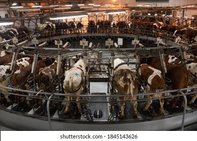 1,877 Cow Wide Angle Images, Stock Photos & Vectors | Shutterstock