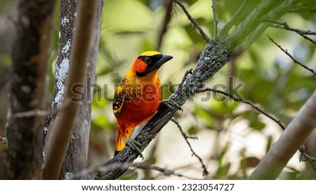 A wide angle and close-up front view of a colorful Flame Bowerbird sitting on a tree