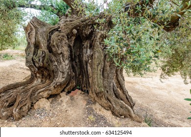 Wide angle closeup view of ancient thousand-year-old olive tree trunk