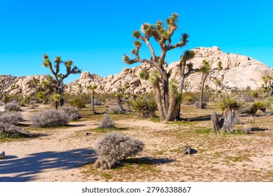 Wide angle descriptive view of a classic Joshua tree landscape featuring arid plains, sparse green shrubs, and giant smooth boulders in California.