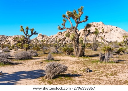 Wide angle descriptive view of a classic Joshua tree landscape featuring arid plains, sparse green shrubs, and giant smooth boulders in California.