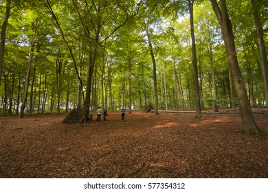 wide angle forest with trees and leaves on the ground