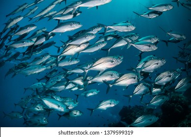 Poissons De Mer High Res Stock Images Shutterstock