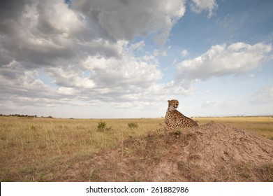 Wide Angle Landscape Of Cheetah On Termite Mound In Masai Mara National Reserve, Kenya 