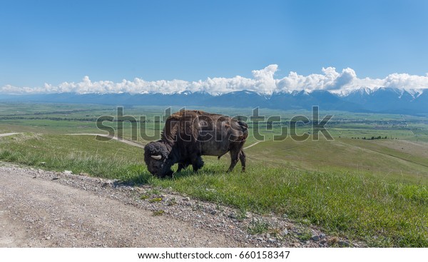 Wide angle landscape with a large plains\
bison bull feeding along a mountain dirt road on a gorgeous Spring\
day. The majestic Mission Mountains and beautiful Mission Valley\
are in the background.