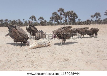 Similar – Image, Stock Photo Dead bird on beach Bird