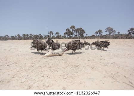 Similar – Image, Stock Photo Dead bird on beach Bird