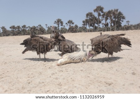 Similar – Image, Stock Photo Dead bird on beach Bird