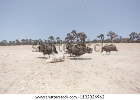 Similar – Image, Stock Photo Dead bird on beach Bird