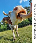 Wide angle photo of cow on the pasture with open mouth and tongue out of mouth. Funny animal photo. 