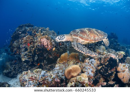 Wide angle photo of a green sea turtle swim over corals reef in Sipadan island, Sabah, Malaysia.