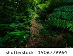 Wide Angle Photograph of Tree Ferns in Tarra Bulga National Park, Balook, Victoria, Australia