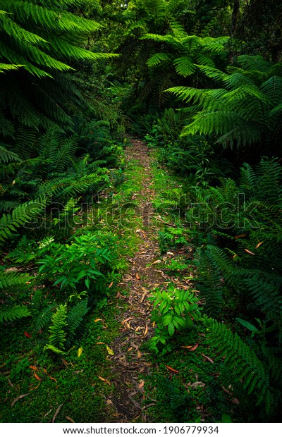 Wide Angle Photograph of Tree\
Ferns in Tarra Bulga National Park, Balook, Victoria,\
Australia