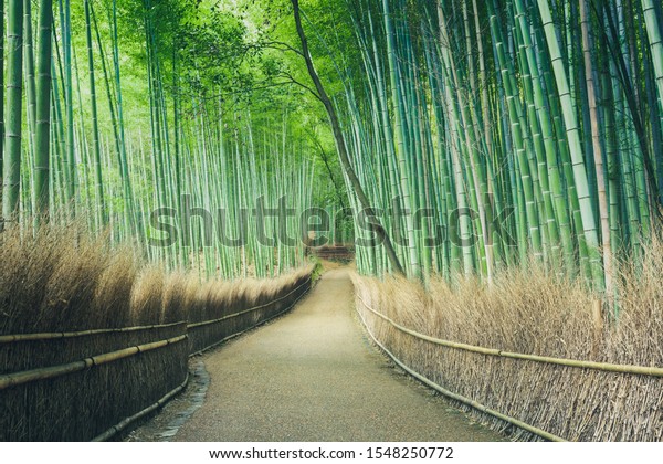 Wide angle photos Of the paths in the green\
bamboo groves are peaceful and\
shady
