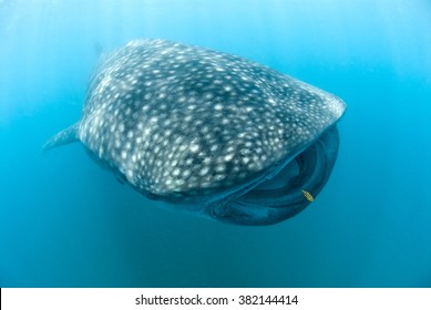 Wide Angle Of A Rhincodon Typus Swimming Gracefully Past